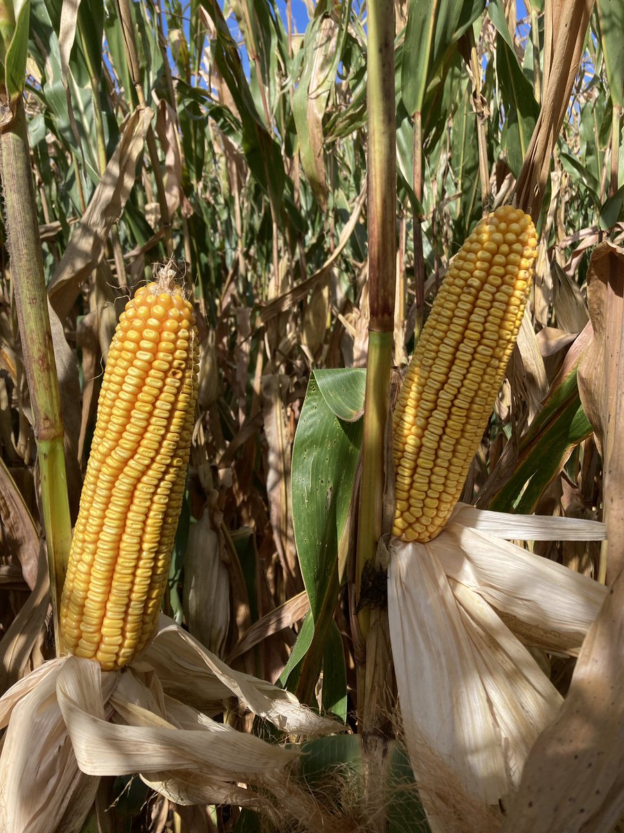 Dave Hoy tweet media