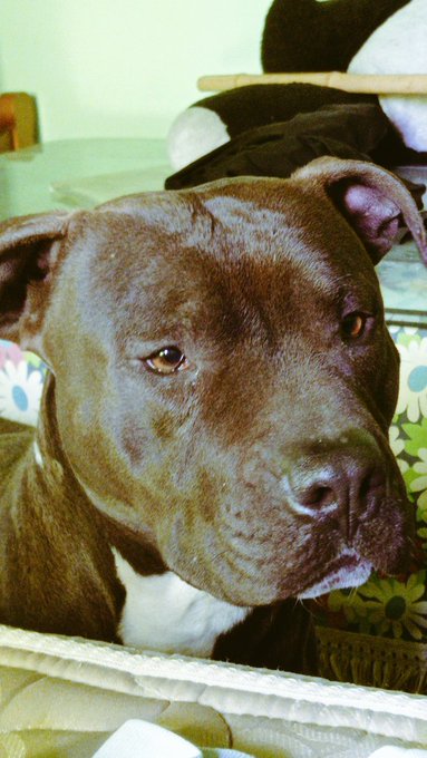 M&iacute; Zeus 🥰 https://t.co/4EtrasyP08<a href="/tag/brothers"class="tags"><span>#brothers</span></a>