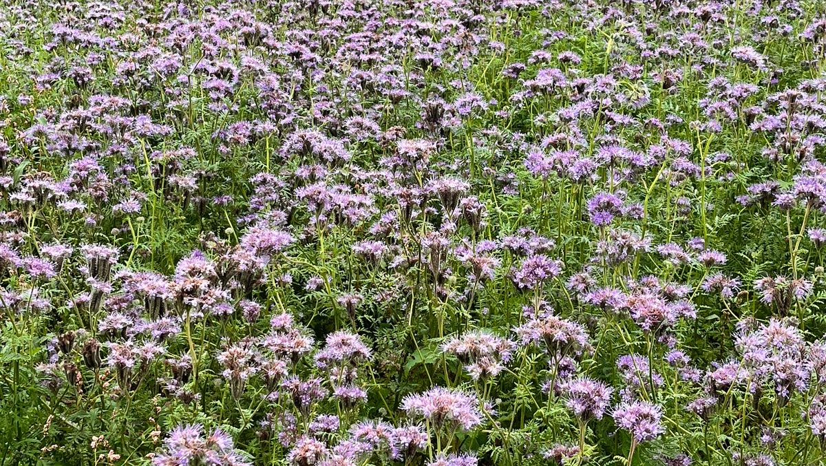 Laroussefoods's tweet photo. The headlands @BallymakennyF are blooming….

The Pink Fir still have some growing to do!

It’s all about the #drymatter 
#inseasonsoon #irelandislocal #spudlove https://t.co/nHsROwKH6a