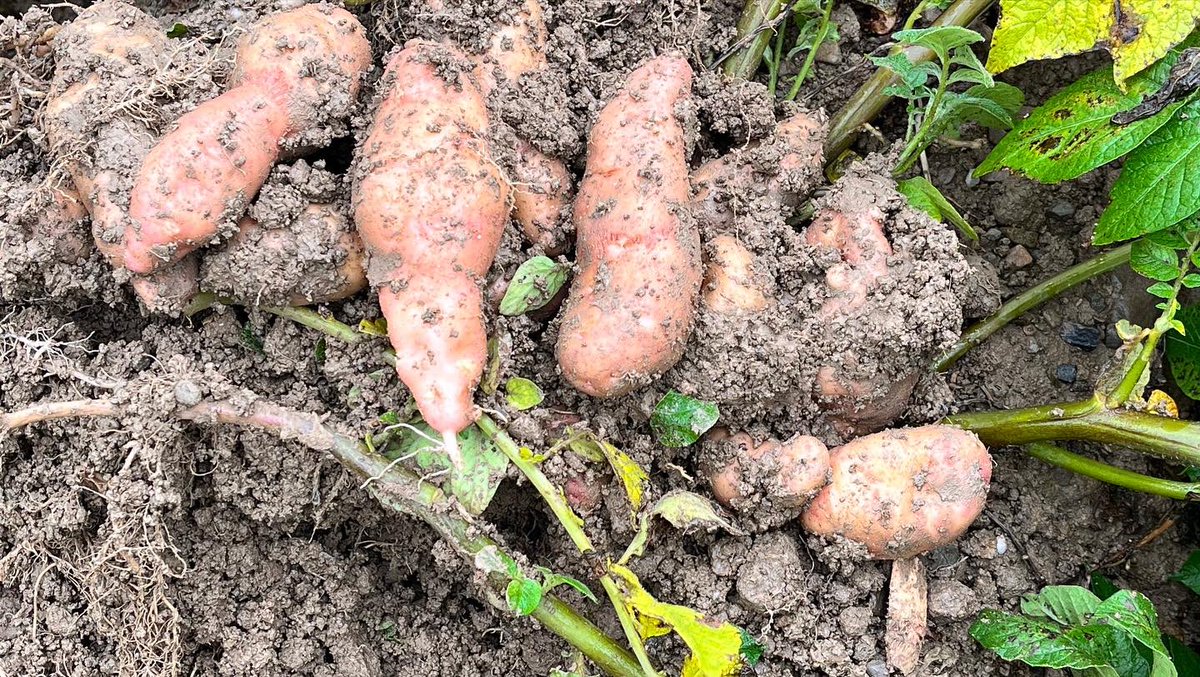 Laroussefoods's tweet photo. The headlands @BallymakennyF are blooming….

The Pink Fir still have some growing to do!

It’s all about the #drymatter 
#inseasonsoon #irelandislocal #spudlove https://t.co/nHsROwKH6a