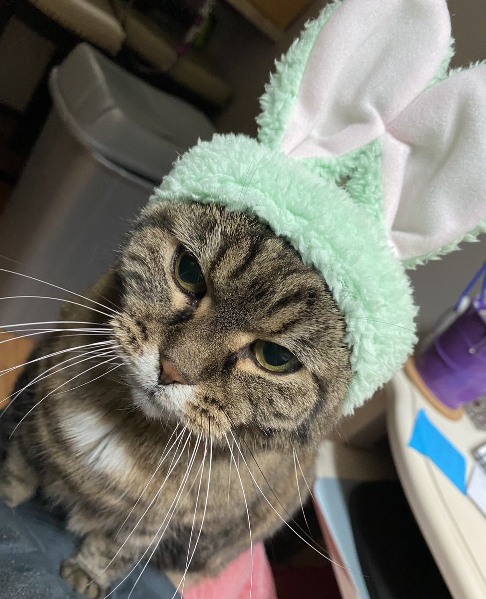 DelilahsTacos's tweet photo. Heck, Happy Estor I guess 🐣🐇 https://t.co/BSRYi2PmVX