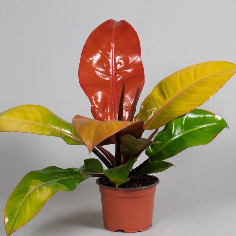 Tropical Plants UK tweet media