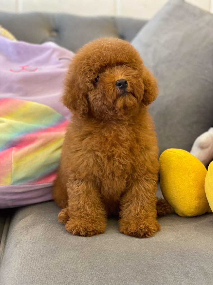 Dong Mei (@maryaml47829934) on Twitter photo 