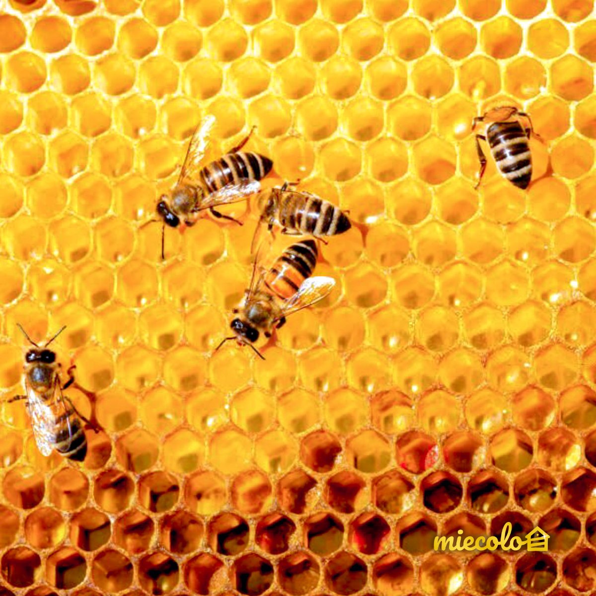 Pour construire les alvéoles, les abeilles sécrètent des lamelles de cire 🐝

En moyenne les abeilles consomment 10 kg de miel pour produire 1 kg de cire!

"Rien ne se perd, tout se transforme" implique une concentration du miel pour diviser le poids final de la matière par 10 🤯