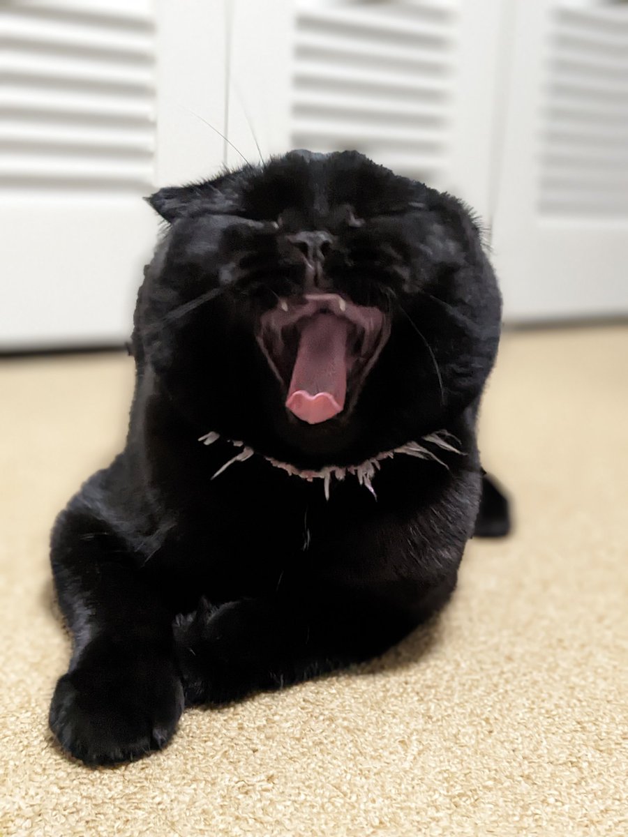 vd7JPuelKdk85Ob's tweet photo. 寝ても寝ても寝ても寝ても眠い💤
#眠い猫 
#寝こ #猫のいるくらし #黒猫同盟 #黒猫 #blackcat #スコティッシュフォールド #黒スコ #ScottishTwitter https://t.co/rM9RVcE2hp