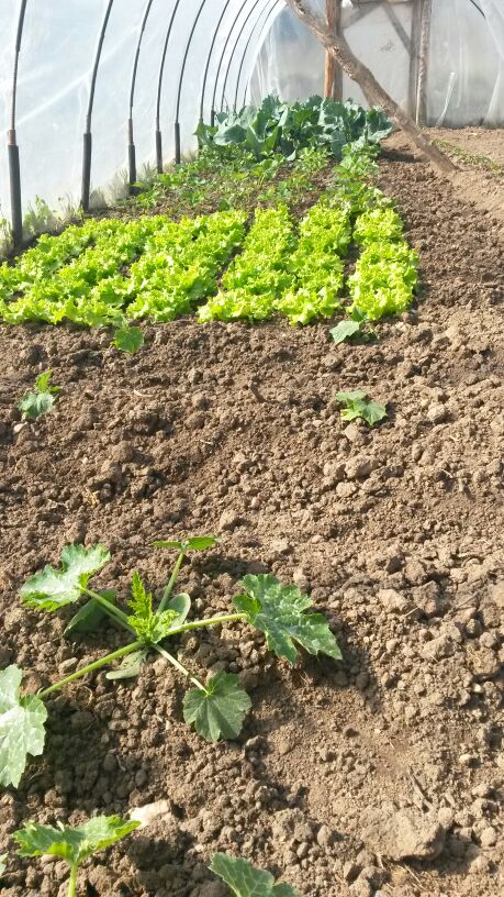 dabaesoj's tweet photo. @mongeleon #36de52 #tierra Y lo que nos da de comer. https://t.co/rUzKcxtyPf