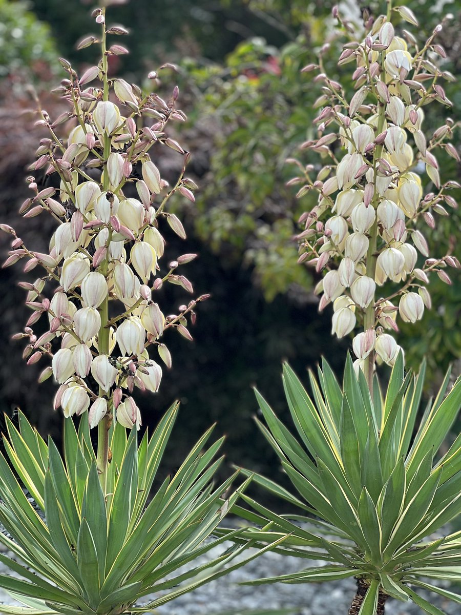 Isobel Bryce tweet media