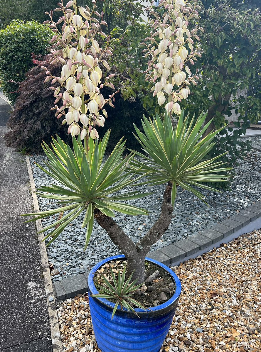 Isobel Bryce tweet media