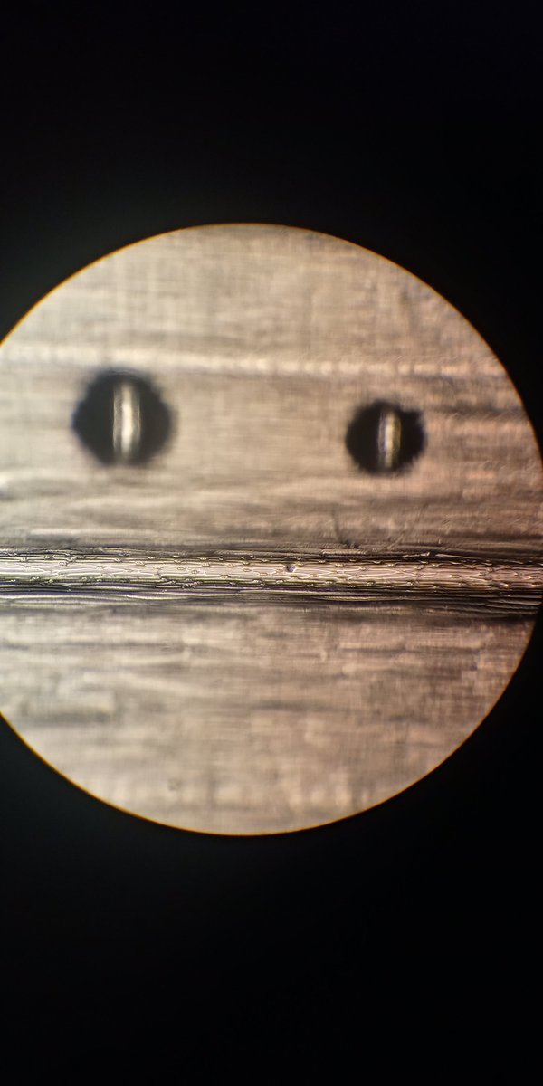 The uncertain face of a stomatal imprint. I don't think this is imaging would work. 😁