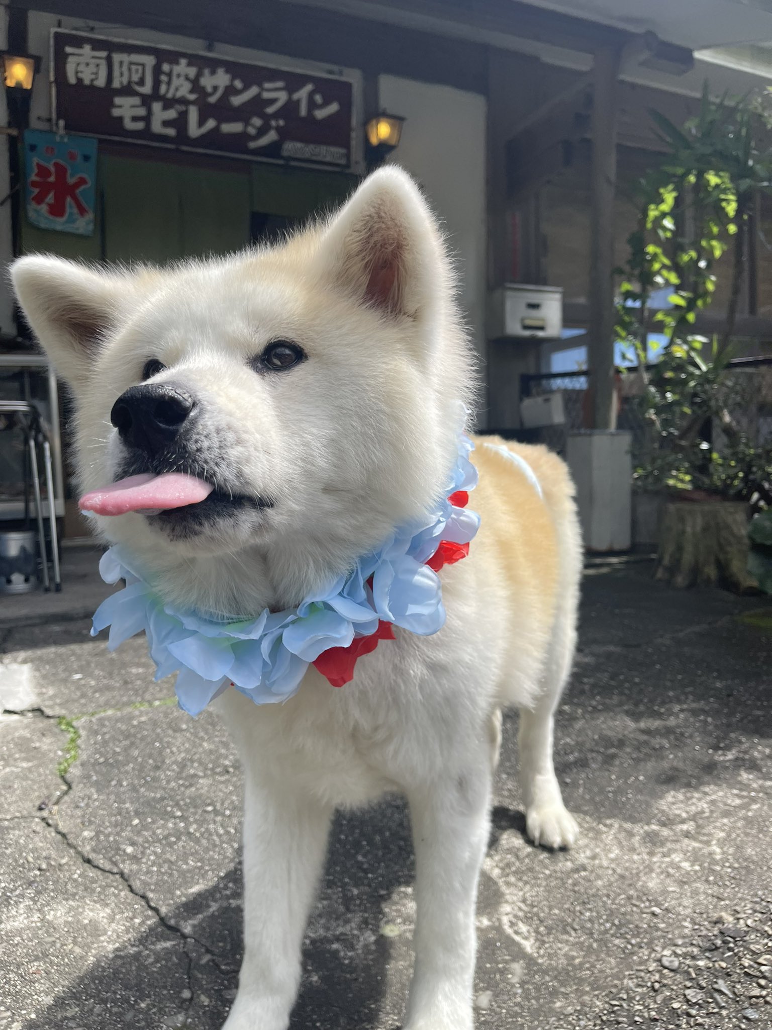 海が見えるコテージ キャンプ Twitter Sokning Twitter