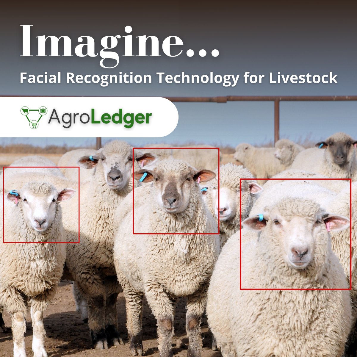 AgroLedger's tweet photo. What if someday you could open your smartphone camera &amp; instantly ID an animal?
Well, someday is nearly here 🐑

The goal of this technology is to collect animal ID info both for future traceability regulations &amp; to help with farm management activities. https://t.co/0x0etxmbrF