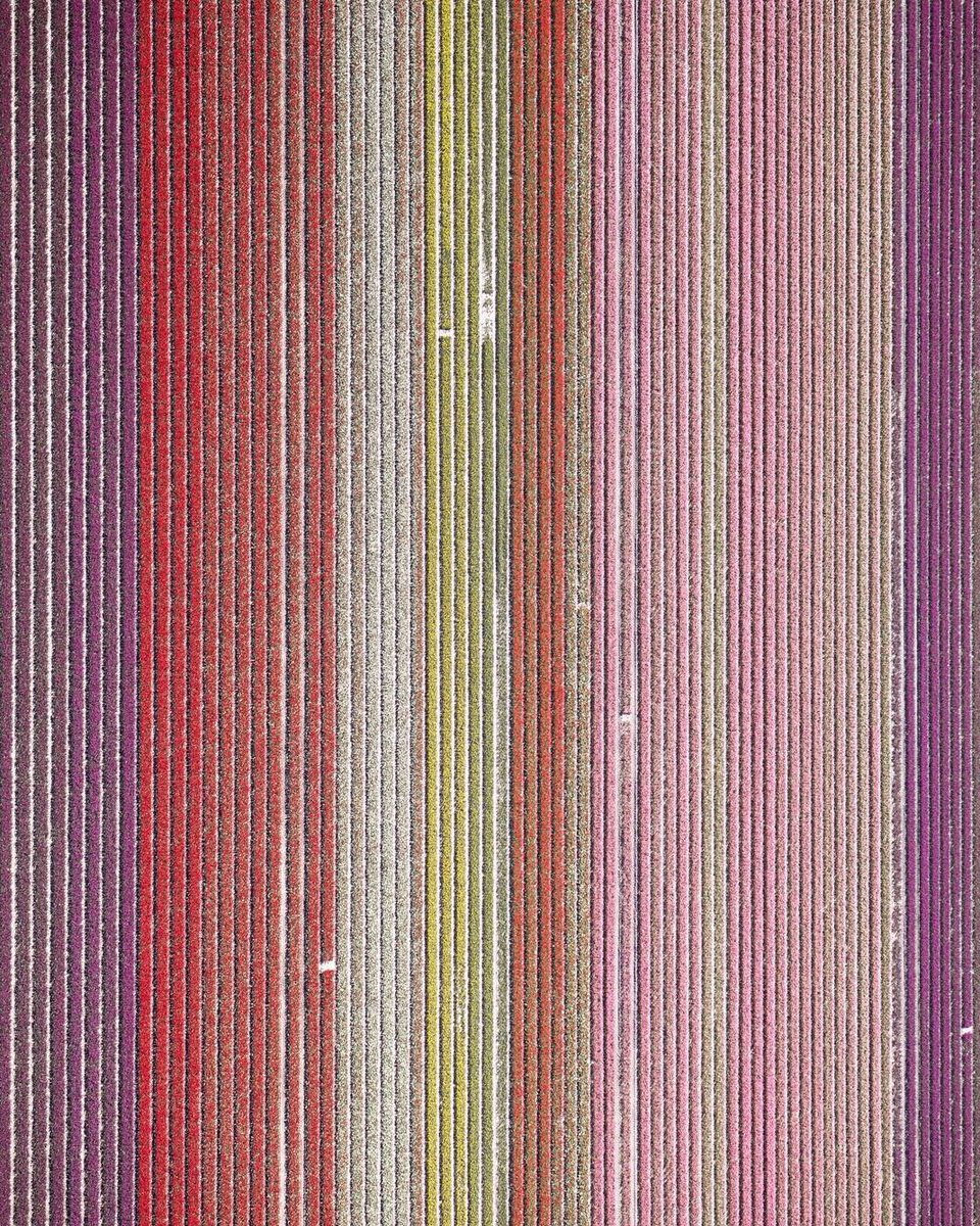 WIRED's tweet image. This amazing aerial proves the best way to see flowers (or in this case, tulips) is from the sky. 

📸: David Burdeny