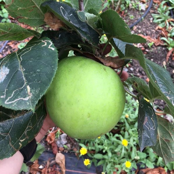 Castle Climbing (@castleclimbing) on Twitter photo On 24th September @castle_climbing_garden is hosting our annual APPLE PRESSING DAY and we want YOU to be involved!
🍎 Donate your fruit and we’ll give you a bottle of freshly pressed juice.
🍏 Join us on the day!
Email garden@castle-climbing.co.uk for more info On 24th September @castle_climbing_garden is hosting our annual APPLE PRESSING DAY and we want YOU to be involved!
🍎 Donate your fruit and we’ll give you a bottle of freshly pressed juice.
🍏 Join us on the day!
Email garden@castle-climbing.co.uk for more info