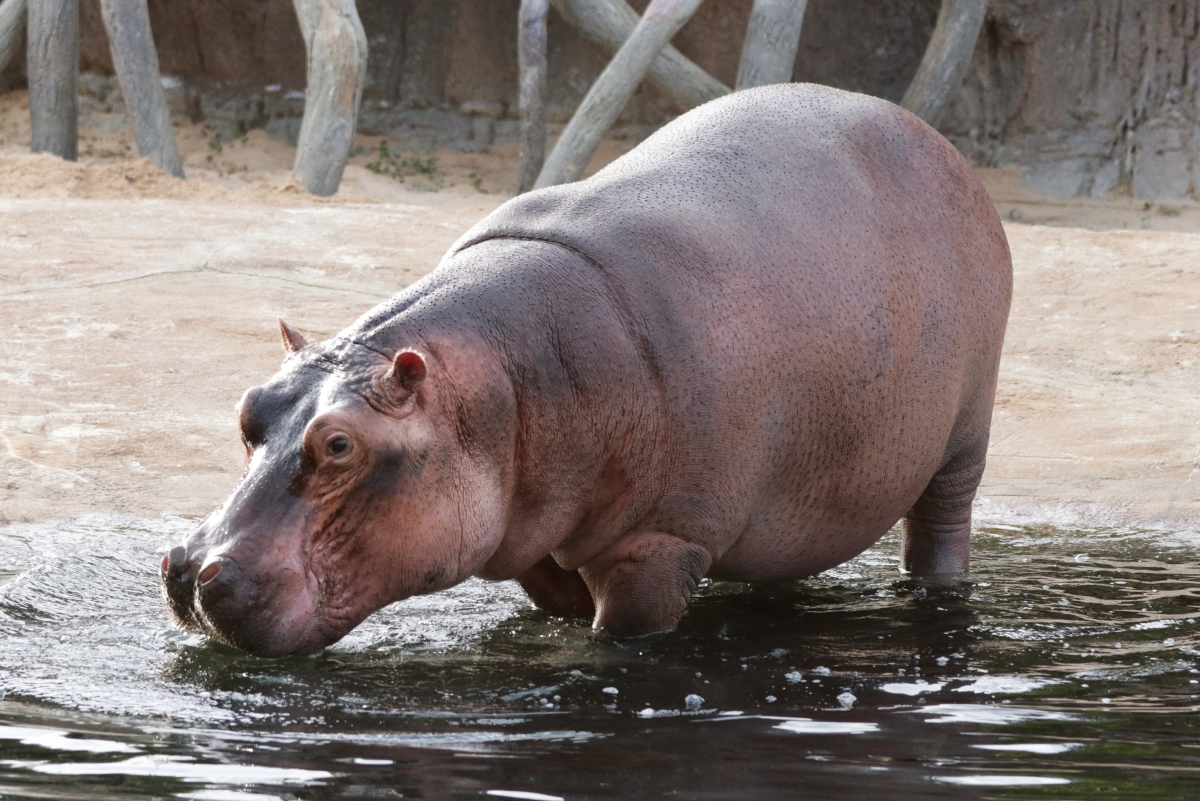DallasZoo's tweet photo. YOU CAN DO IT: If hippos, which weigh somewhere between 2,000 to 8,000 lbs and look like the adorable Gus here, can achieve a speed of roughly 30 mph on land and 5 mph in the water, you can do it all, too! Happy #NationalDayofEncouragement https://t.co/yBvafkKNVS