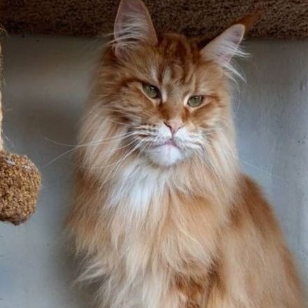 ⠀

         CATS DO THE CAT THINGS
         #𝒕𝒓𝒊𝒘𝒊𝒛𝒂𝒓𝒅𝒊𝒏𝒈𝑨𝑼
                   ⠀⠀
                   ⠀