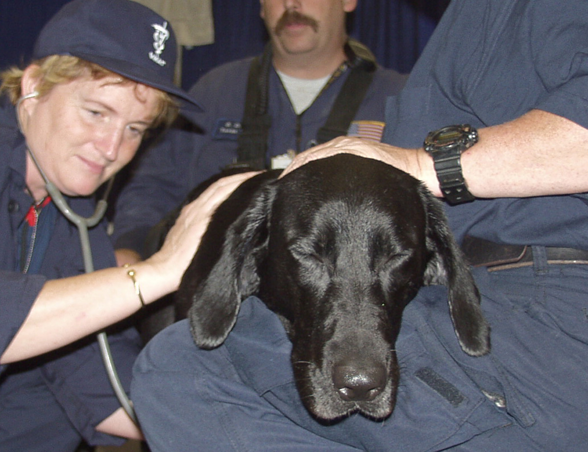 ascenttra's tweet photo. Furry friends on site make training even better. Hope these photos brighten your Monday!
#Ascenttra #MSELeers #emergencypreparedness #nextlevelpreparedness #Ascenttratraining #Ascenttraexercise #exercisetraining #safety #crisistraining #preparedness #training https://t.co/BnUgMpPnfF