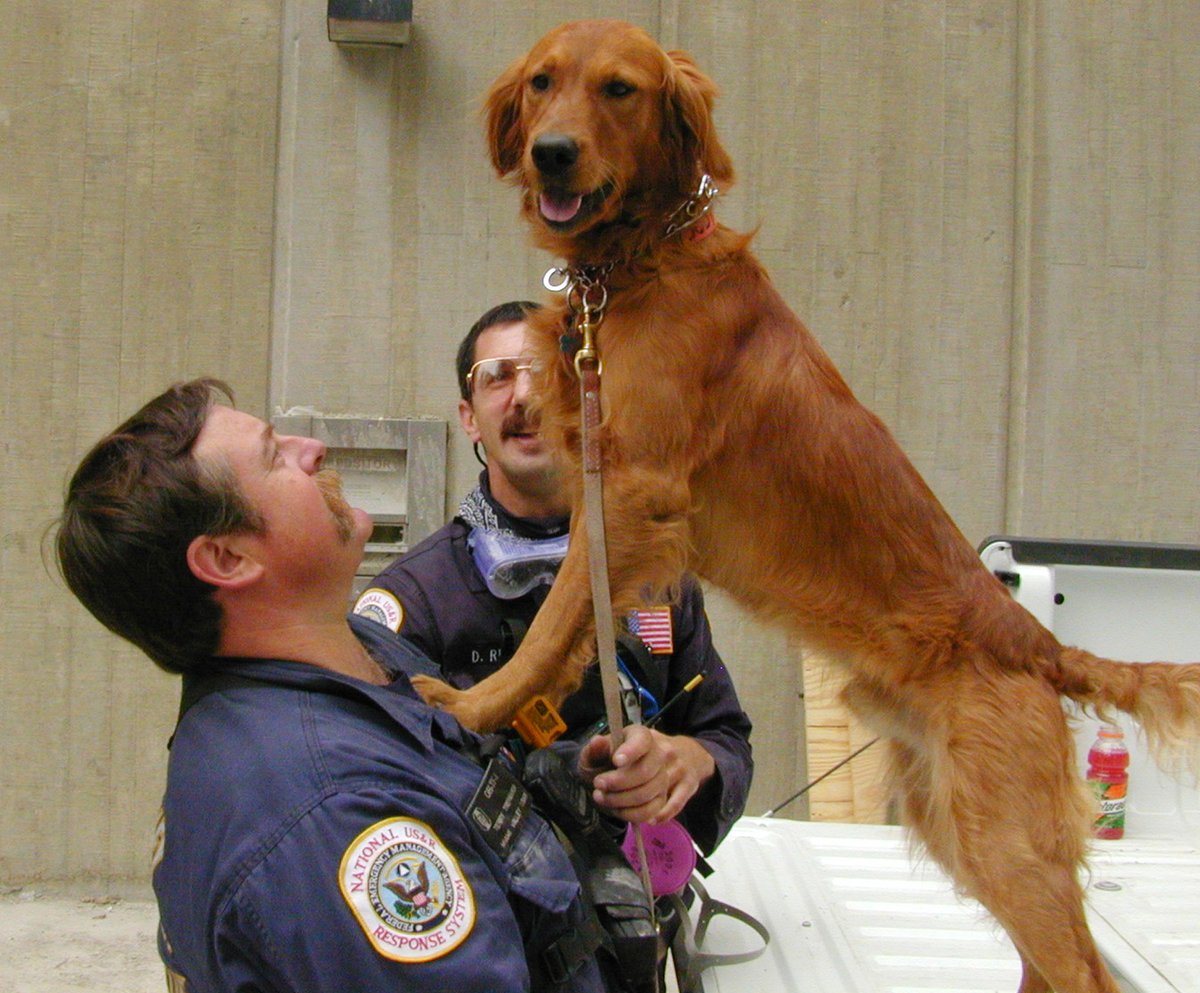ascenttra's tweet photo. Furry friends on site make training even better. Hope these photos brighten your Monday!
#Ascenttra #MSELeers #emergencypreparedness #nextlevelpreparedness #Ascenttratraining #Ascenttraexercise #exercisetraining #safety #crisistraining #preparedness #training https://t.co/BnUgMpPnfF