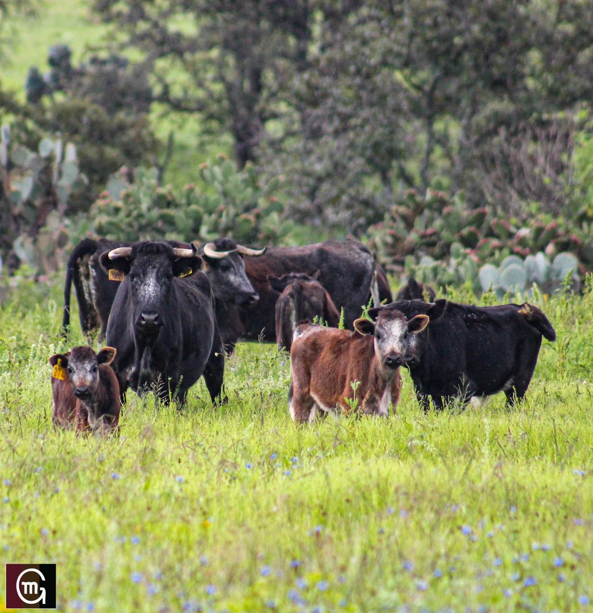 Ganadería El Batán tweet media