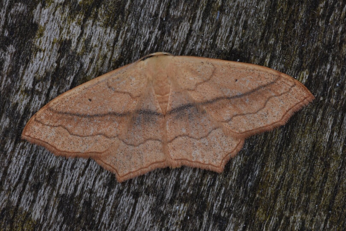 twheatear's tweet photo. Small blood-vein NFG the highlight of last night’s trap #teamMoth https://t.co/MFqIBB40dE