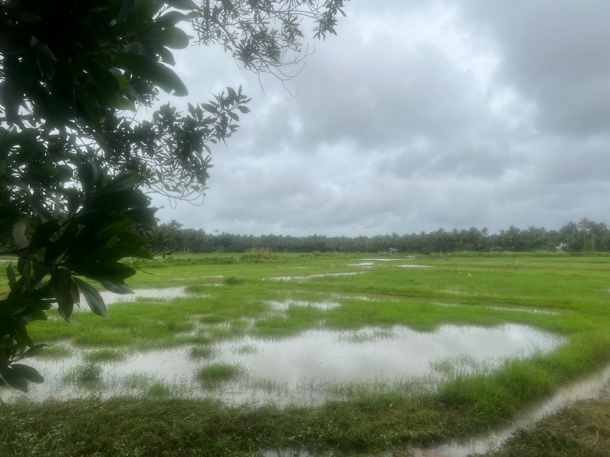 Homeofspices1's tweet photo. Rakthshali Rice is one of the rarest of red rice grown organically by Thirssur farmer in Kerala. #redrice #eathealthy #foodforthought #organic #rice #stayhealthy #food #rice https://t.co/QmarYhjfYS To know more visit us https://t.co/WBYyBaFu5X https://t.co/ayppOvB7qe