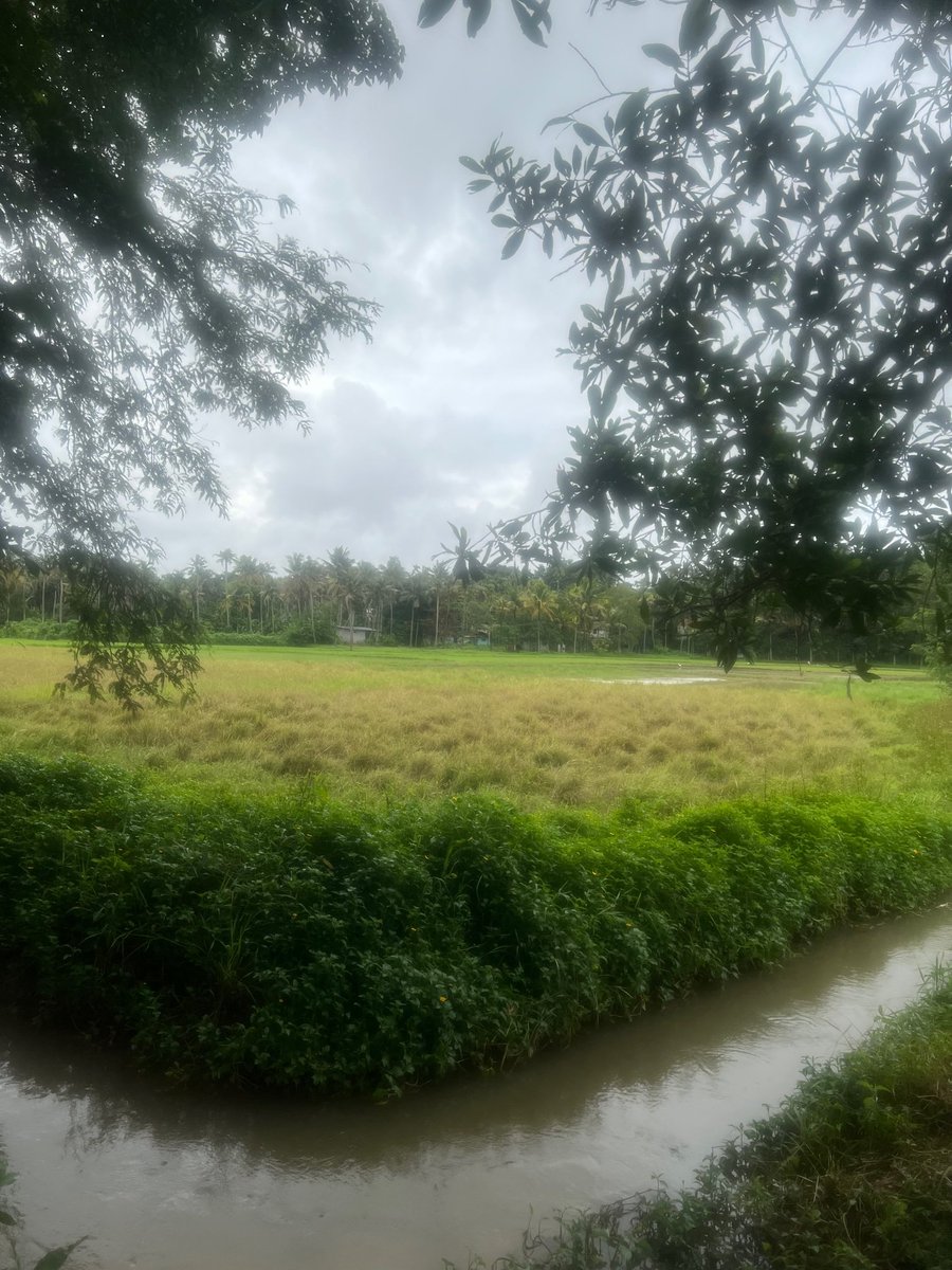 Homeofspices1's tweet photo. Rakthshali Rice is one of the rarest of red rice grown organically by Thirssur farmer in Kerala. #redrice #eathealthy #foodforthought #organic #rice #stayhealthy #food #rice https://t.co/QmarYhjfYS To know more visit us https://t.co/WBYyBaFu5X https://t.co/ayppOvB7qe