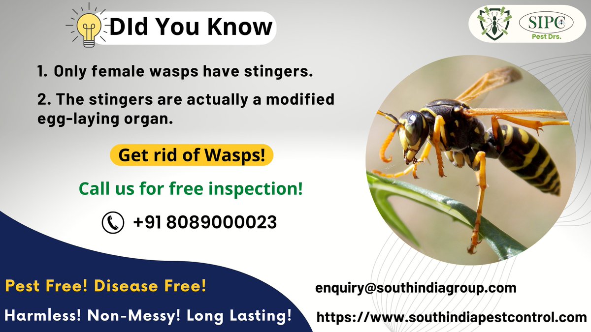 sipcpestcontrol's tweet photo. Are you facing wasps in your home or business places? Call SIPC pest control to stop the wasp's infestation quickly and easily.
Visit: https://t.co/OdPS8yLVaj
Call: +91 8089000023
#wasps #waspcontrol #waspsremoval #waspscontrolservices #waspstreatment #bestwaspscontroltreatment https://t.co/c4L0kkAsEL