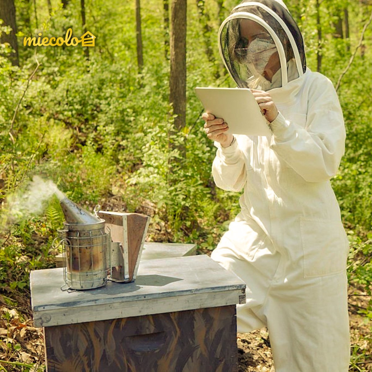 Vous souhaitez vous lancer dans l'apiculture ?
Miecolo vous partage quelques étapes pour commencer ce métier de passion 🐝

Retrouver un article sur notre site internet 👉 bit.ly/3BazhIL 👈

#miecolo #abeille #apiculture #apiculteur #rucheconnectée