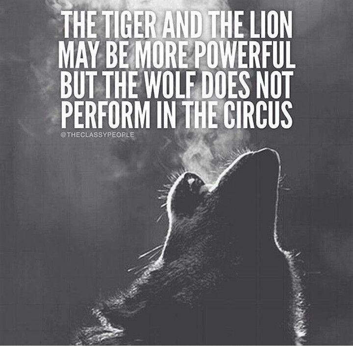 CamMcWilliam's tweet photo. This week, be a wolf! #MondayMotivation #WeKeepGoing #AntiQuit #Mondaymorning https://t.co/Nl8RrXvH0L