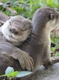 Lieber Ralf <a href="/klamma/">Ralf Klamma</a> , es wird wieder einmal Zeit für einen kleinen Otter für dich… denken oft an dich und umarmen dich aus der Ferne❤️🙋‍♀️! Das gesamte #tech4comp Team!