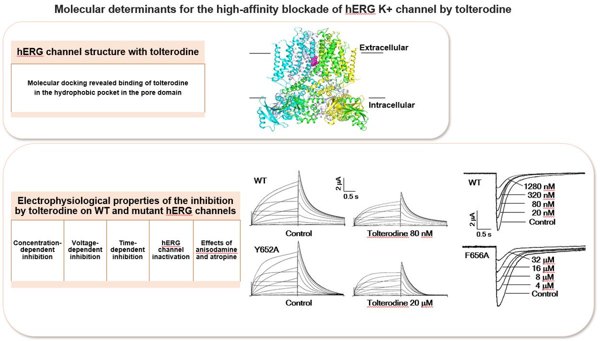 JCVPOnline's tweet photo. Molecular basis for high-affinity binding of tolterodine to hERG channel 

https://t.co/Sfwls8IUO5

#muscarinic #bladder #pharmacology #voltageclamp #electrophysiology #medicine https://t.co/aY0ur3BPLJ