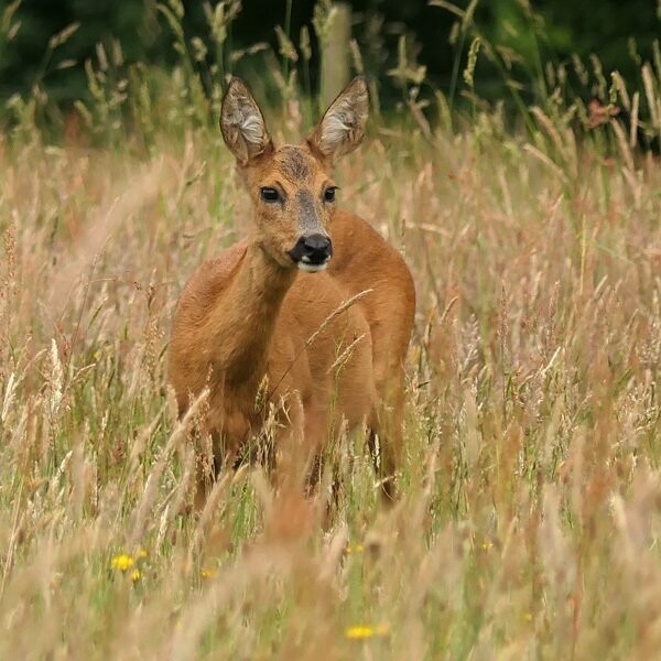 denatuurplaats's tweet photo. REEËNEXCURSIE
Wandel je zaterdag 17 september mee vanaf de Natuurplaats met @aaldrikpot om reeën te spotten en meer te leren over hun leefwijze?

Tickets via onze webshop: 
https://t.co/7MkIVYT1ue

#ree #ontmoetjewildeburen #denatuurplaats #staatsbosbeheer #kopvandrenthe #drenthe https://t.co/0iwacZ1xiF