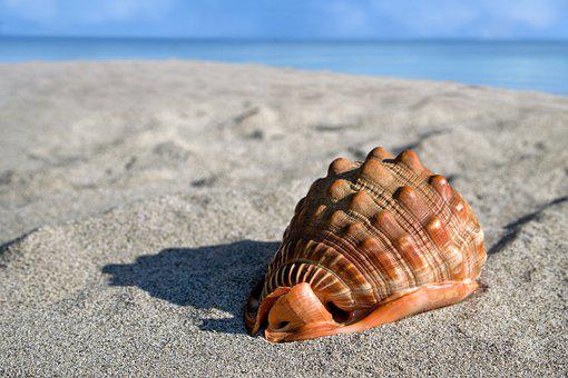 GuimbertAntoine's tweet photo. Pourquoi entend-on la mer dans les coquillages ? https://t.co/TeZpF7Tz82 via @vlmedia_ https://t.co/e0EpZjMmjJ
