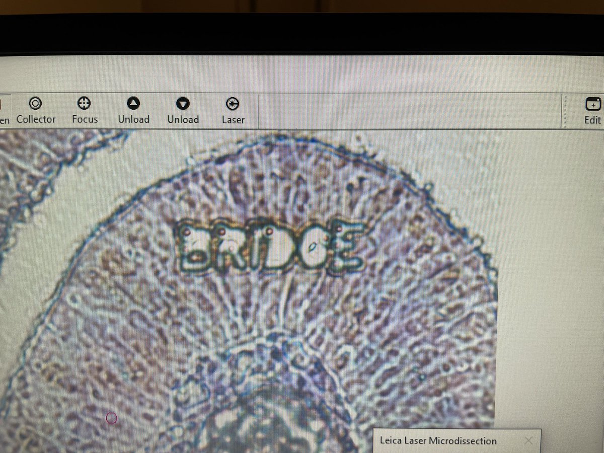 jens_halling's tweet photo. We are having fun with laser microdissection on the @UCPH_BRIDGE course 🥳 https://t.co/LucF0OEtkN