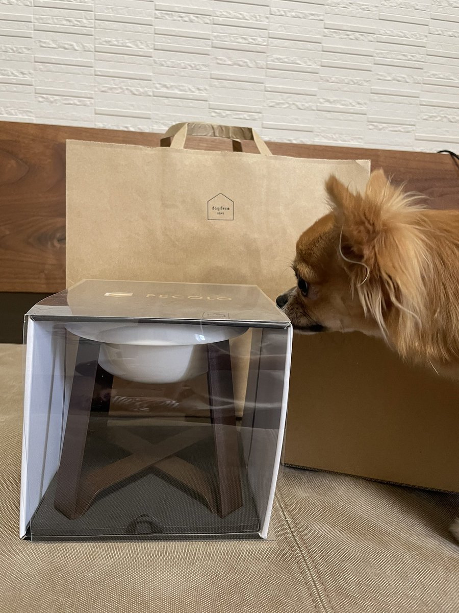 kazuire92's tweet photo. やーっと!やっと!欲しかったごはんの器買ってきました!!!
#チワワのチロル
#犬のいる生活
#pecolo https://t.co/SSD3FAQSql