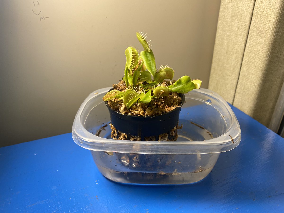 mrs_hatfield5's tweet photo. Are they carnivores? Are they producers? Students will study the mysterious Venus flytrap as we continue our unit in life science @NREVSD_Monroe https://t.co/7b4krMb7Du