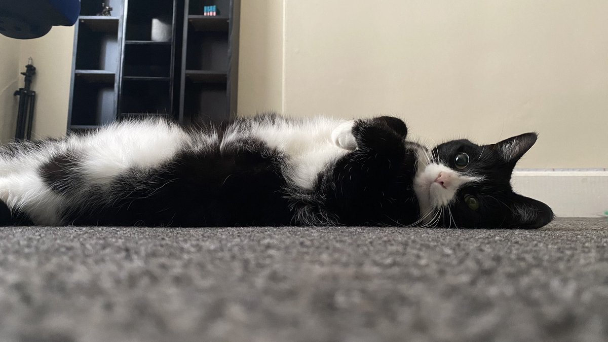lacey_x_s_x's tweet photo. nothing to see, just letting my lady blobs hang out 😅😅😅🐈⬛ #CatsOfTwitter #catmam https://t.co/BBjPg4R8cb