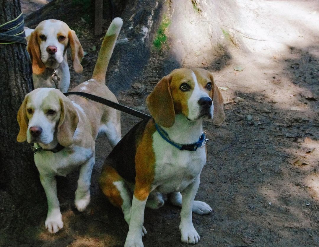 _beagle_Dog's tweet photo. The dog is liked by all

#dog

#beagle

#beagles https://t.co/Wq2UYAwqSa