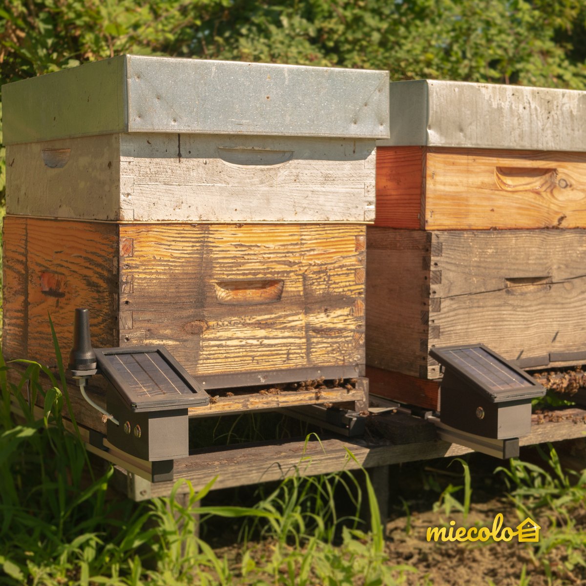 Vous êtes de plus en plus nombreux à comprendre les avantages des #ruchesconnectées 🐝

#Miecolo est à votre service pour vous fournir en #balancesconnectées !

Obtenez plus d'informations en 2 clics :
👉 bit.ly/3yeLQCD 👈