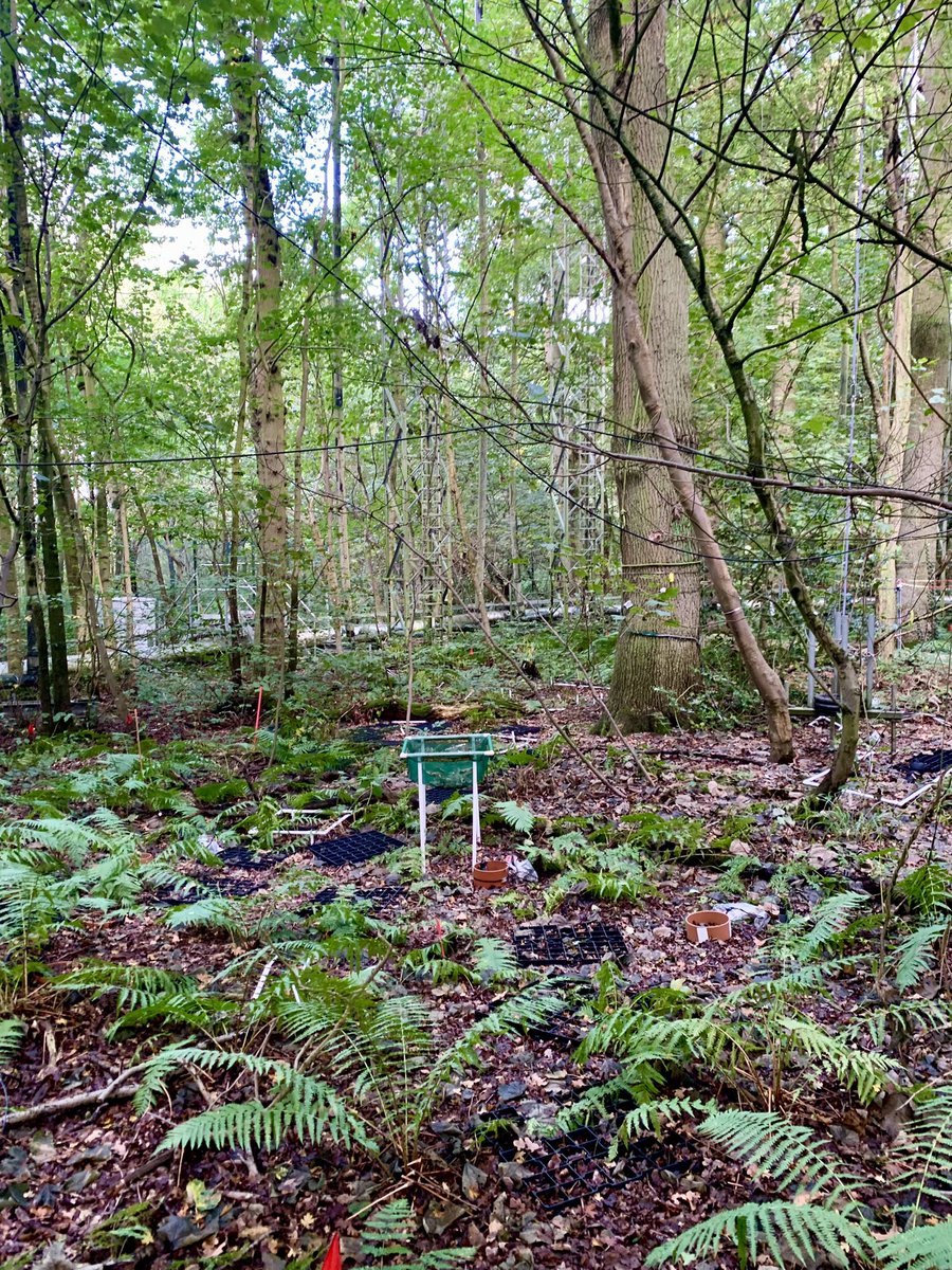 LisaMignanelli's tweet photo. Day on site on Friday. VC visit and fieldwork with the team installing suction cups for soil water sampling @BIFoRUoB https://t.co/GnwzwsCWO3