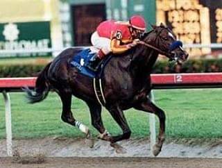 HORSERACING1002's tweet photo. CAPTAIN STEVE🇺🇸 1997
(FLY SO FREE - SPARKLING DELITE BY VICE REGENT)#CaptainSteve a G1 Stakes winner 🏆in USA 🇺🇸 and Dubai🇦🇪. Stood in Japan 🇯🇵. https://t.co/j5BzLxCRHK