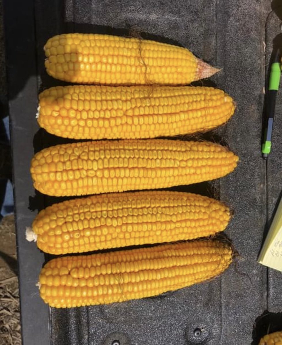 RevereSeed's tweet photo. Checking in on the #Revere1577 and #Revere1307 on Lotsa Rock Farms in Clarke County, Virginia. Looking for recent rains to add more kernel weight as we await the big finish on these beauties! #RevereCorn #prettycorn #FieldCheckFriday https://t.co/iYKJsSHvIA