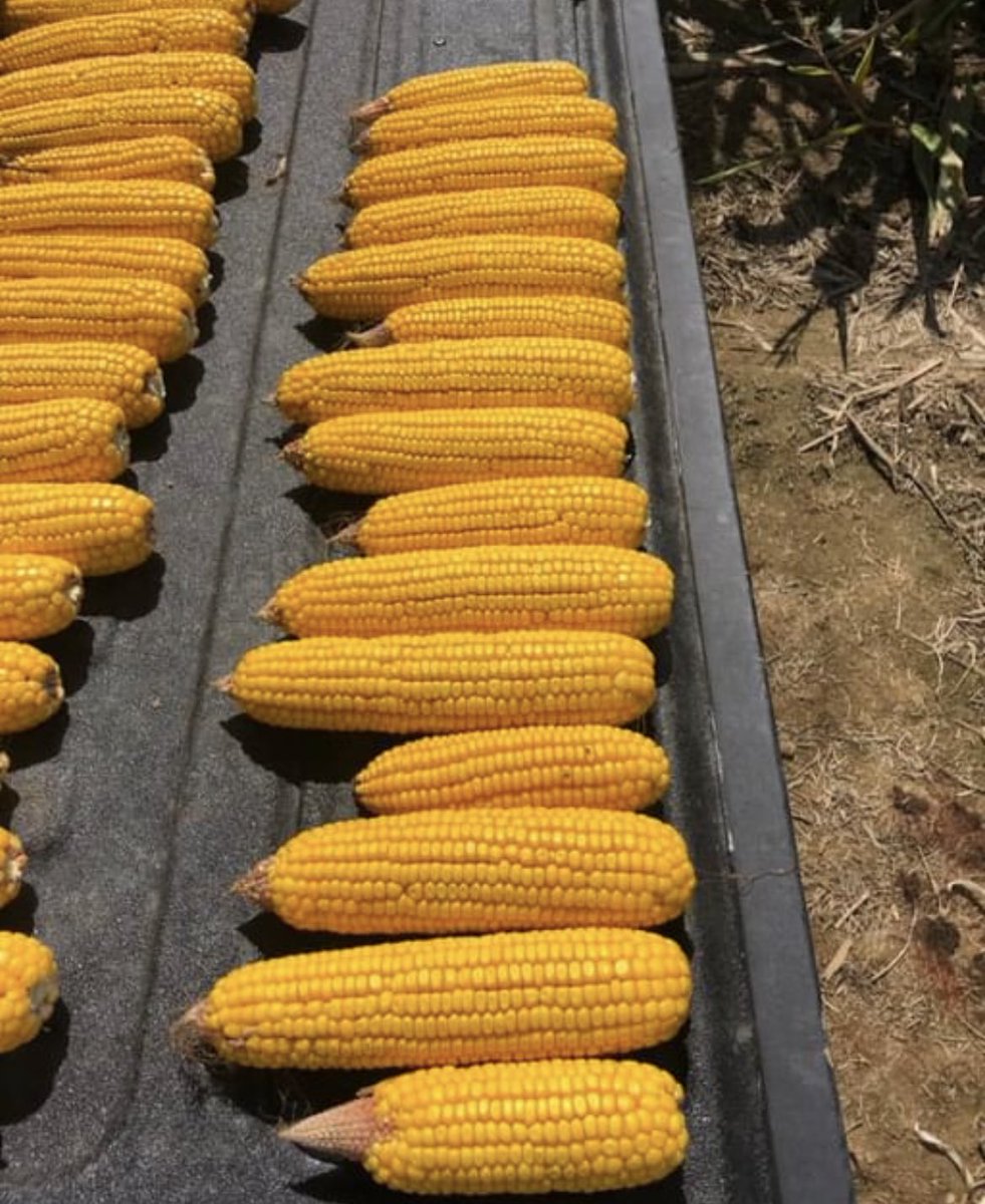 RevereSeed's tweet photo. Checking in on the #Revere1577 and #Revere1307 on Lotsa Rock Farms in Clarke County, Virginia. Looking for recent rains to add more kernel weight as we await the big finish on these beauties! #RevereCorn #prettycorn #FieldCheckFriday https://t.co/iYKJsSHvIA