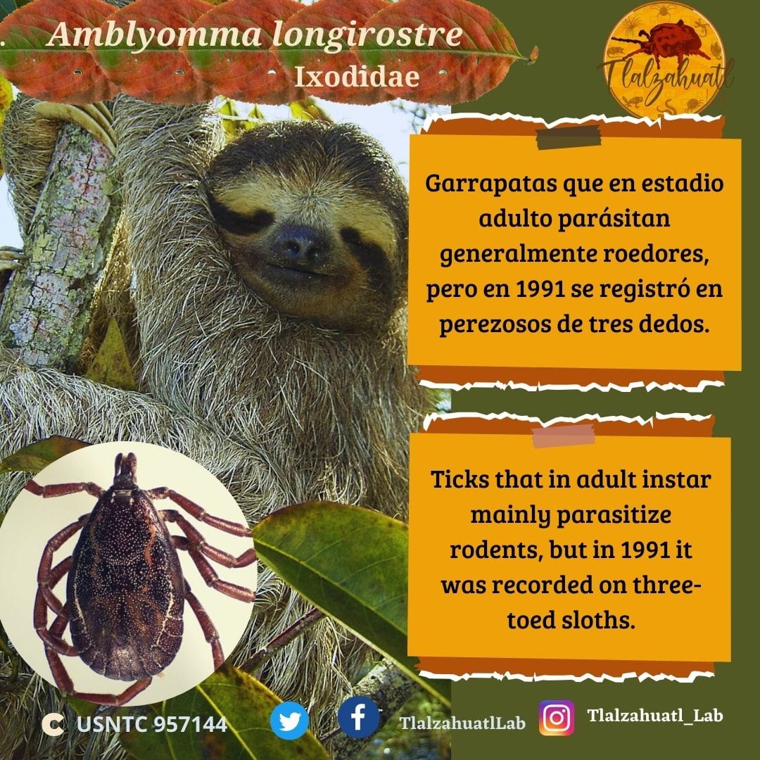 TlalzahuatlLab's tweet photo. #TaxonMonday 130
🕷🔬🦥 Our partner @AleHermez illustrates a very interesting tick!
_ _ _ _
#LunesDeTaxón 130
🦥🔬🕷 Nuestra compañera @AleHermez nos ilustra una garrapata muy interesante! https://t.co/3wplX9GtkR