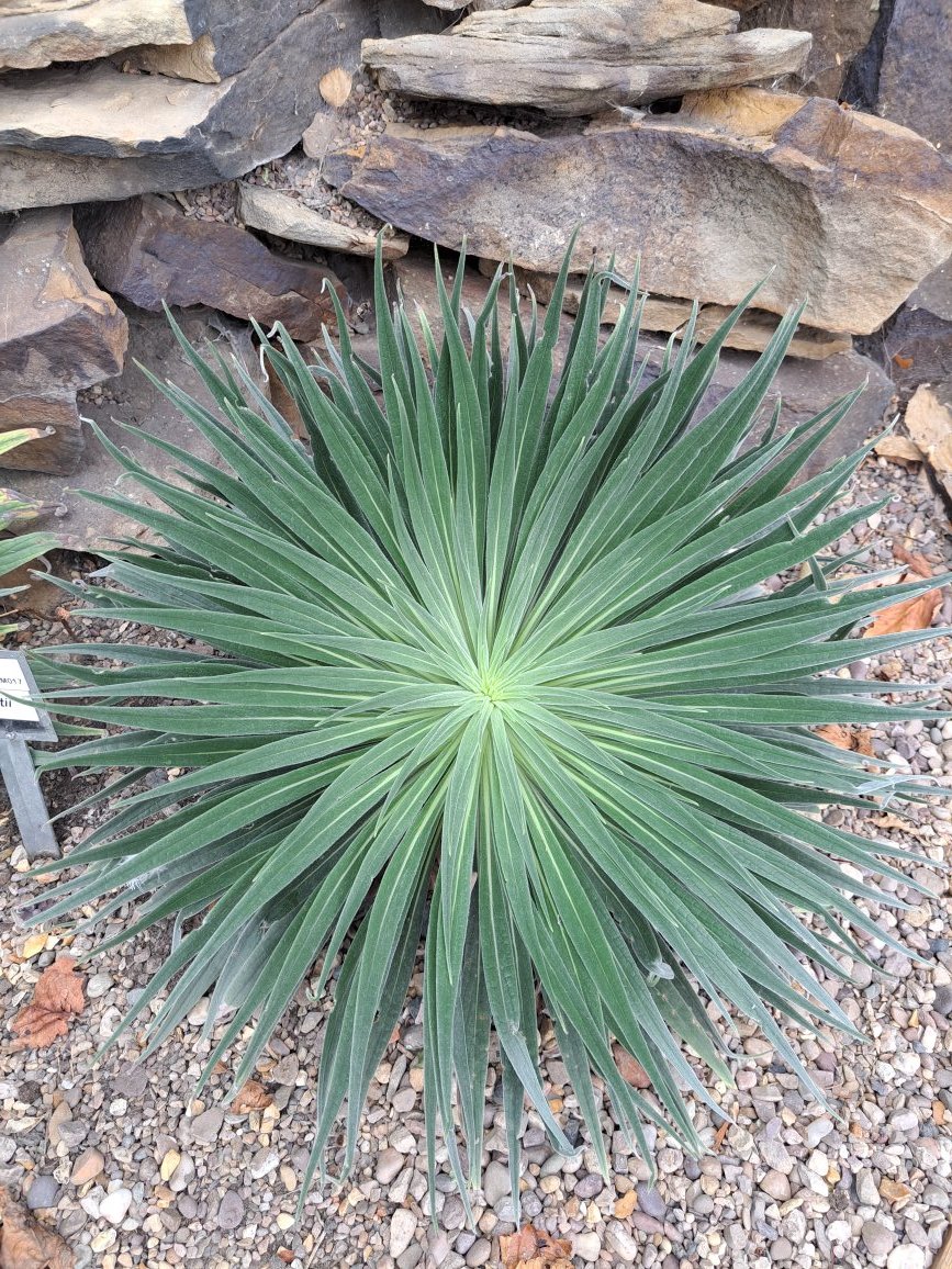 The fab #echium #wildpretii getting ready for takeoff next spring here in the UK @Echiumworld @RenishawHallG #tenerife #canaryislands #nationalplantcollection echiumworld.co.uk