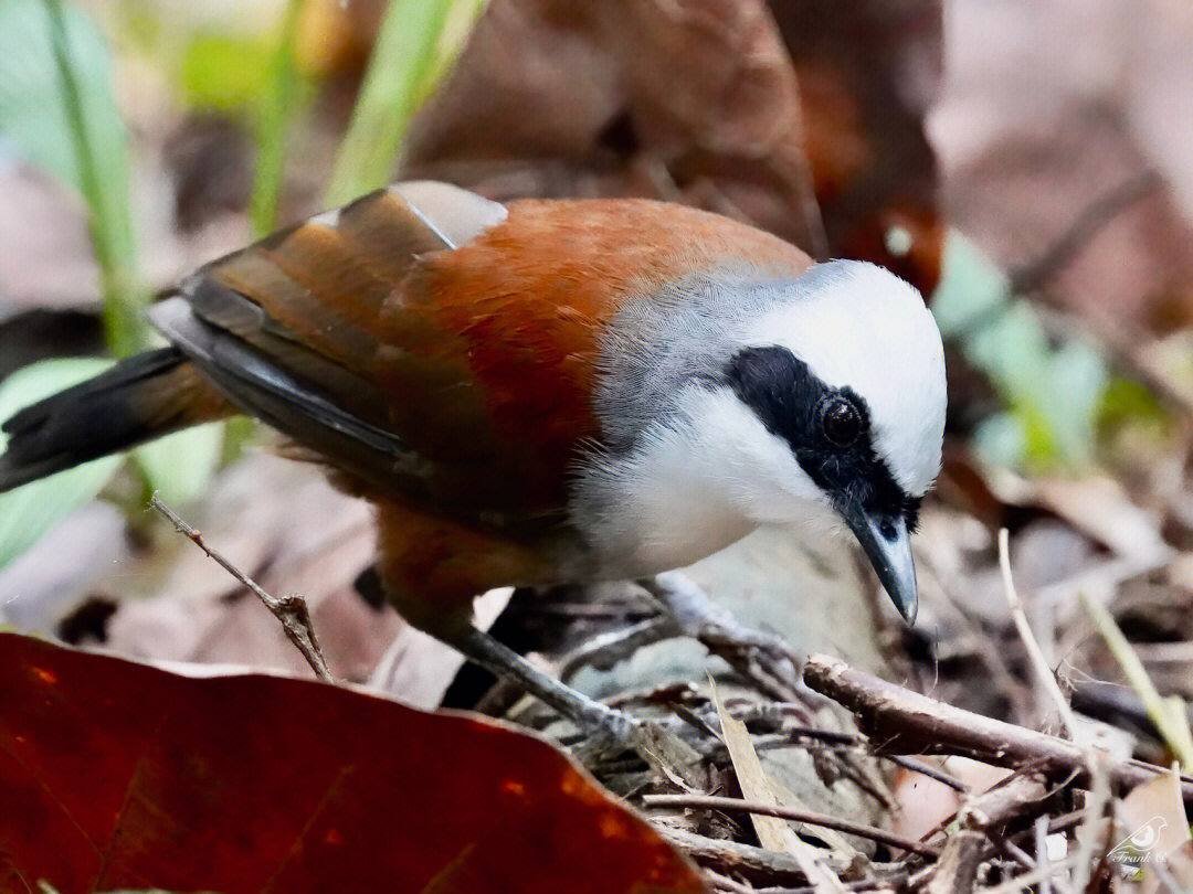 Mandy83041670's tweet photo. White-crested laughingthrush  #birdphotography
#TwitterNatureCommunity
#BirdTwitter
#smallbird
#photography
#birds
#birdwatching
#birding
#birdphotography
#wildlifephotography 
#Robins 
#birdcpp https://t.co/pDCVhKv3PI