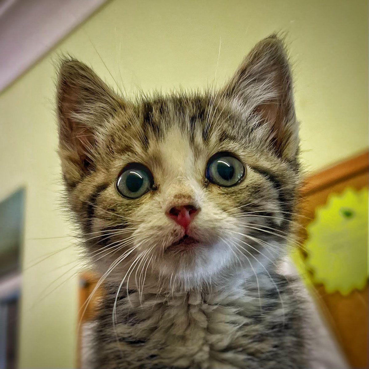 FelineCare's tweet photo. This cutie baby got a forever loving home with another kitten the same age as him! Isn't he the cutest?

#CatsOfTwitter #catlovers #felinelovers #felinecare #kitties #cutebaby #foreverhome #adopted #lovinghome #catsanctuary #catlife #adoptdontshop #happyending https://t.co/Q5185Q17il