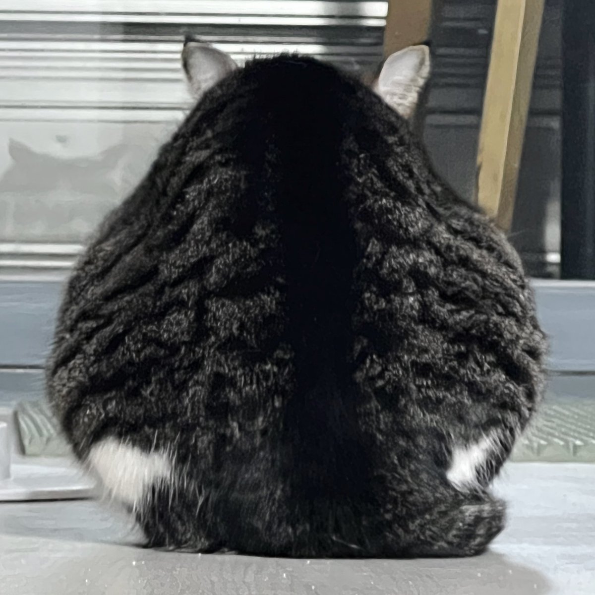 catsummerautumn's tweet photo. 찹쌀떡 사세요~ https://t.co/StpB7sQvcN