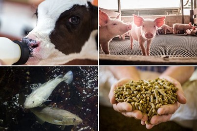 Our customers rely on our Bredol® product line for pelleting and extrusion, calf milk replacers, microemulsions, aquaculture. Learn more about our high-performance emulsifiers for multiple feed applications: bit.ly/3dZzPco #Bredol #feed #essentialingredients