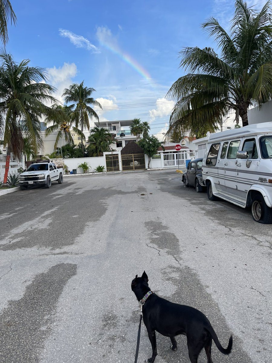 ChiFiAlpha's tweet photo. 😍This is going to be a great day. Maverick admiring a 🌈rainbow on his 🥇1st walk of the day. Have an amazing week 🐕🦺everyone. What are you🤔 doing today??? #adoptdontshop #rainbow #monday #mexico #dogs #stacks #stackingit #chifibots https://t.co/4IOvxGbJpK