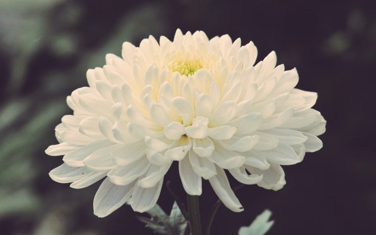 ㅤ    
──┈『 ? ? ? 』

     Sang Penyihir kembali ke rumah kecilnya. Ia menyiram bunga-bunga nya sebelum pergi beristirahat.

     Tetapi sesuatu mengganggunya.

     “Hm?” Sang Penyihir berjalan ke mejanya.
ㅤ